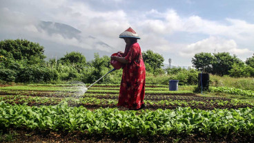 Nilai Tukar Petani di Provinsi Maluku Utara Naik 0,53% Pada Maret 2025