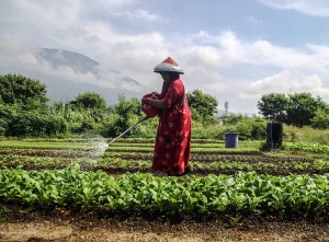 Nilai Tukar Petani di Provinsi Maluku Utara Naik 0,53% Pada Maret 2025
