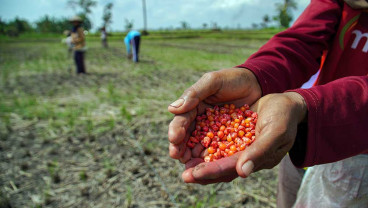 Petani di Jawa Timur Mulai Mengganti Tanaman Padi dengan Palawija Untuk Mengantisipasi Musim Kemarau