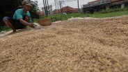 Perpadi Usul Harga Pembelian Gabah Kering Giling (GKG) Rp8.000 per Kg