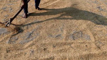 Petani Minta Harga Gabah Kering Panen Naik Jadi Rp7.000 per Kg