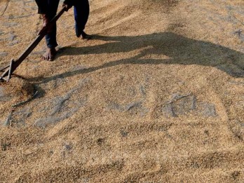 Petani Minta Harga Gabah Kering Panen Naik Jadi Rp7.000 per Kg
