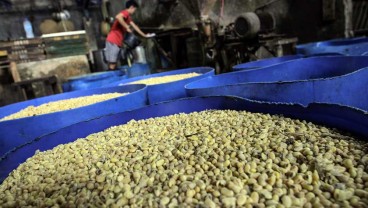 Pemerintah Bantu Kembangkan Sektor Pertanian Kedelai di Kuningan
