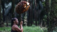 Palm Oil Industry Poised for Comeback Following Bright Q1 Results