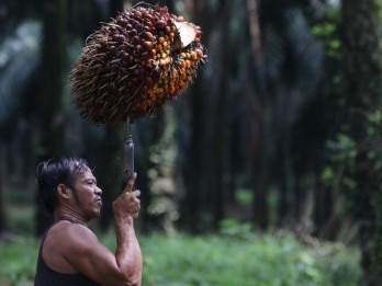 Palm Oil Industry Poised for Comeback Following Bright Q1 Results