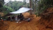 Studi Kelayakan Tuntas, Beruang Kanan Masuk Fase Pengembangan