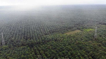 Cisadane Sawit Raya (CSRA) Targetkan Penjualan Rp1,3 Triliun pada 2025