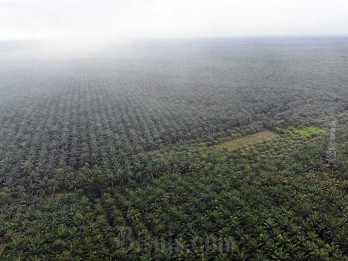 Cisadane Sawit Raya (CSRA) Targetkan Penjualan Rp1,3 Triliun pada 2025