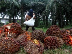 Terus Anjlok, Harga TBS Sawit Sumut Hari Ini Sentuh Rp3.376 per Kilogram
