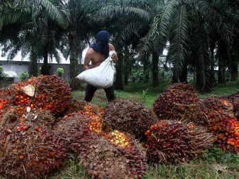 Terus Anjlok, Harga TBS Sawit Sumut Hari Ini Sentuh Rp3.376 per Kilogram