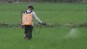 Peluang Demplot Padi Varietas Baru di Cirebon Belum Menemukan Titik Terang