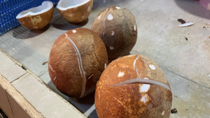 Petani Banyuasin Ikut Kena Berkah Kenaikan Harga Kelapa