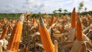 Petani di Pekanbaru Garap Jagung Pipil, Produksi Diprediksi Capai Ratusan Ton