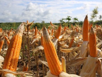 Petani di Pekanbaru Garap Jagung Pipil, Produksi Diprediksi Capai Ratusan Ton