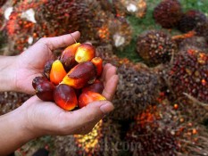 Sinar Mas Agro (SMAR) Berencana Masuk Bisnis Energi Terbarukan Bio CNG