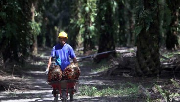 Sawit Sumbermas (SSMS) Siapkan Capex Rp510 Miliar untuk Belanja 2025
