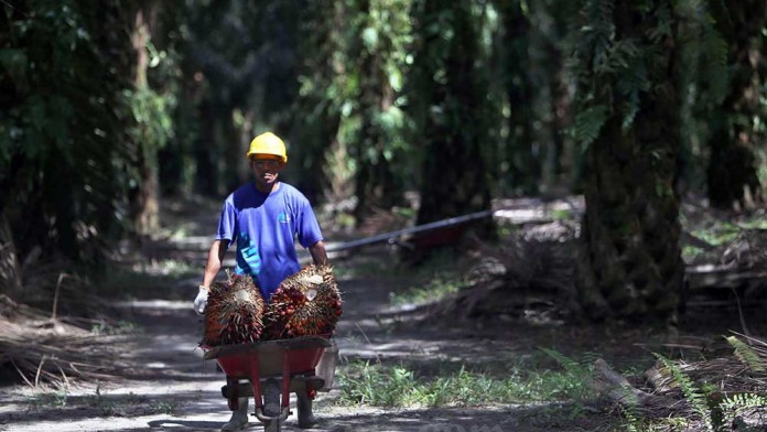 Sawit Sumbermas (SSMS) Siapkan Capex Rp510 Miliar untuk Belanja 2025