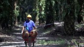 Sawit Sumbermas (SSMS) Siapkan Capex Rp510 Miliar untuk Belanja 2025