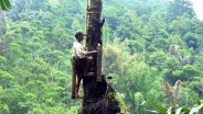 Potensi Tanaman Aren di Sumsel Belum Dilirik