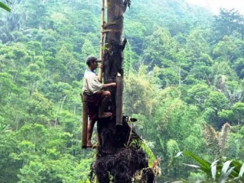 Potensi Tanaman Aren di Sumsel Belum Dilirik