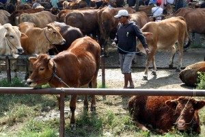 Target Penambahan Populasi Sapi