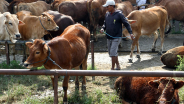 Target Penambahan Populasi Sapi
