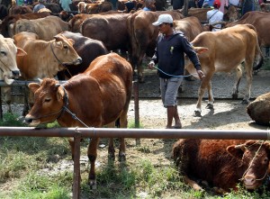Target Penambahan Populasi Sapi