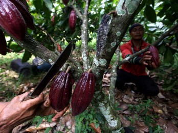 OJK Dorong Perbankan Sulsel Fokus Biayai Pengembangan Kakao