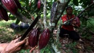 OJK Dorong Perbankan Sulsel Fokus Biayai Pengembangan Kakao