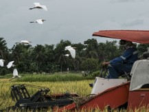 Kinerja Pertanian Kuartal I/2025: Bukti Sukses atau Sinyal Peringatan?