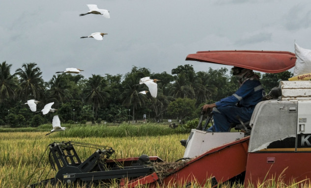 Kinerja Pertanian Kuartal I/2025: Bukti Sukses atau Sinyal Peringatan?