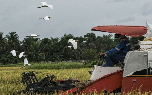 Kinerja Pertanian Kuartal I/2025: Bukti Sukses atau Sinyal Peringatan?