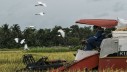 Kinerja Pertanian Kuartal I/2025: Bukti Sukses atau Sinyal Peringatan?