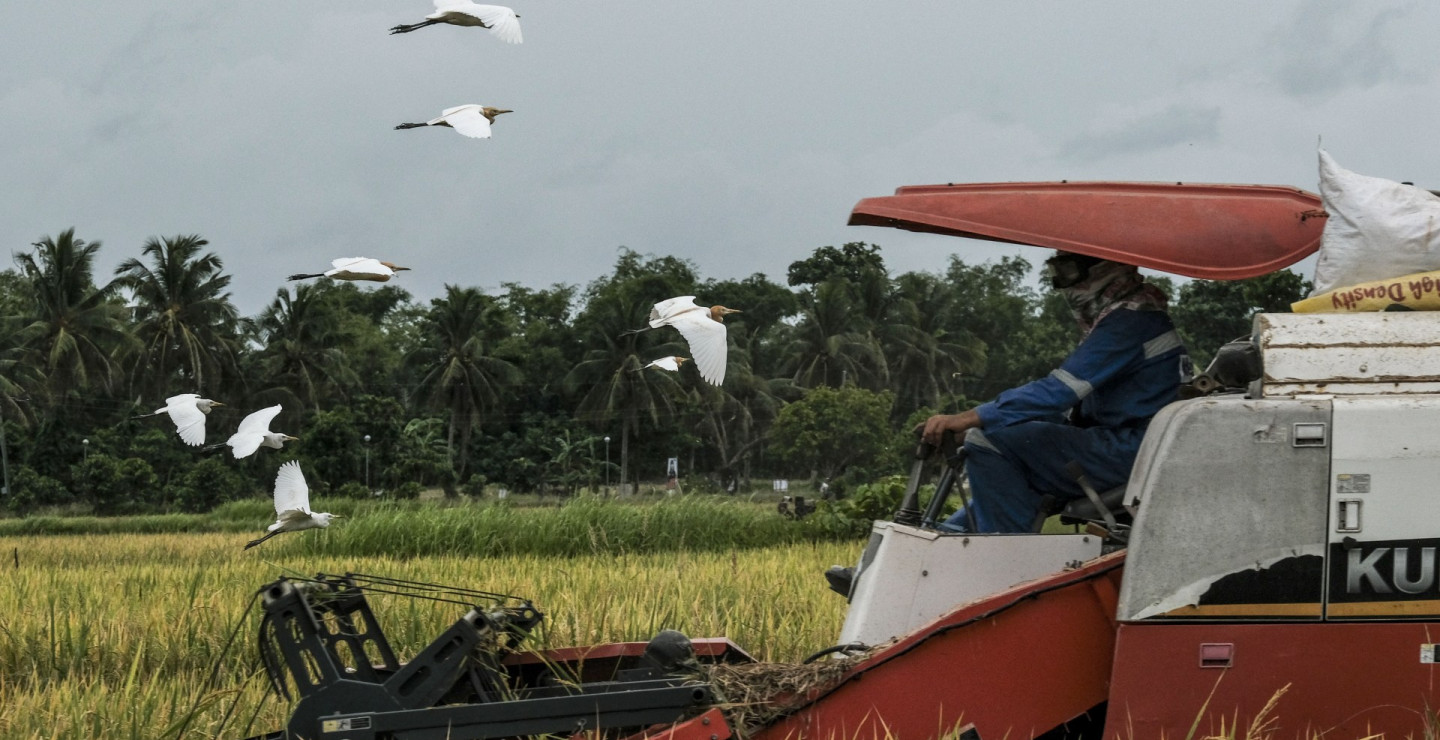 Kinerja Pertanian Kuartal I/2025: Bukti Sukses atau Sinyal Peringatan?