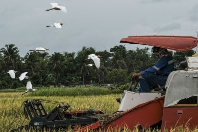 Kinerja Pertanian Kuartal I/2025: Bukti Sukses atau Sinyal Peringatan?