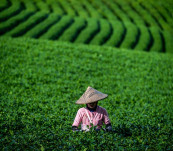Produksi Teh Oolong Organik Tanpa Mesin Pertama di Indonesia