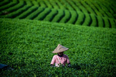 Produksi Teh Oolong Organik Tanpa Mesin Pertama di Indonesia