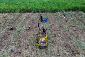 Kementerian Pertanian Targetkan Produksi Gula Konsumsi Nasional Sebanyak 2.59 Juta Ton Pada 2025