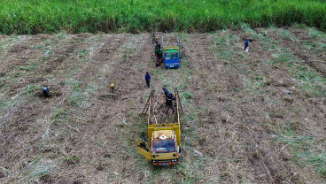 Kementerian Pertanian Targetkan Produksi Gula Konsumsi Nasional Sebanyak 2.59 Juta Ton Pada 2025