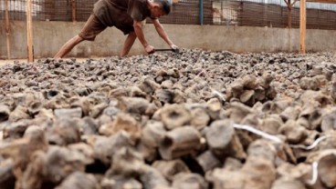 Perang India-Pakistan Berdampak pada Harga Komoditas Gambir di Sumbar