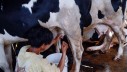 Impor Susu RI Didominasi Selandia Baru, AS Ngebet Masuk