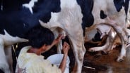 Impor Susu RI Didominasi Selandia Baru, AS Ngebet Masuk