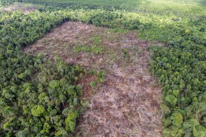 Kawasan Hutan Lindung Gambut di Jambi Sudah Dirambah Manusia