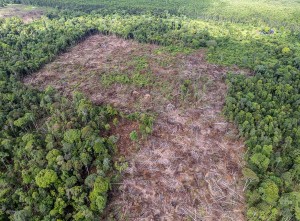 Kawasan Hutan Lindung Gambut di Jambi Sudah Dirambah Manusia