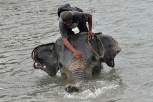 Melihat Lebih Dekat Pusat Pelatihan Gajah di Bengkulu