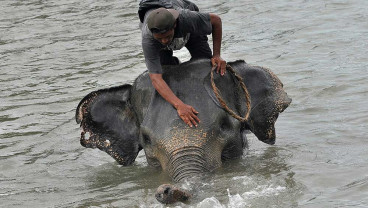 Melihat Lebih Dekat Pusat Pelatihan Gajah di Bengkulu