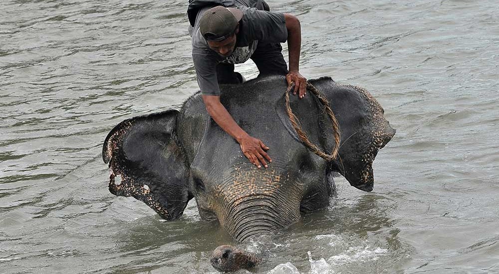 Melihat Lebih Dekat Pusat Pelatihan Gajah di Bengkulu