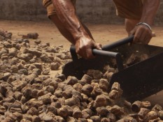 Harga Komoditas Gambir di Tingkat Petani Terjun Bebas Jadi Rp13.000 per Kg