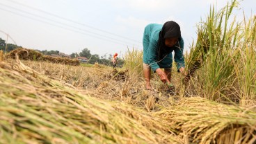 Kadin Soroti Anjloknya Harga Beras Dunia, Petani RI Terdampak?