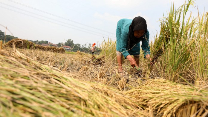 Kadin Soroti Anjloknya Harga Beras Dunia, Petani RI Terdampak?